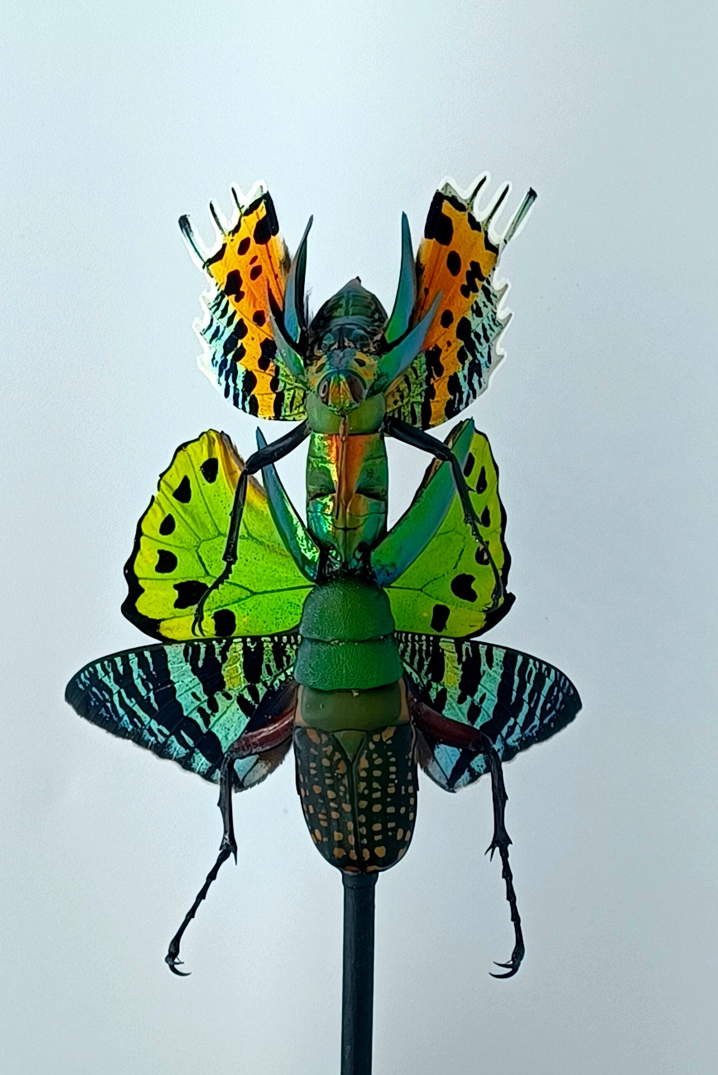 Mythix Fairy - Specimen #061