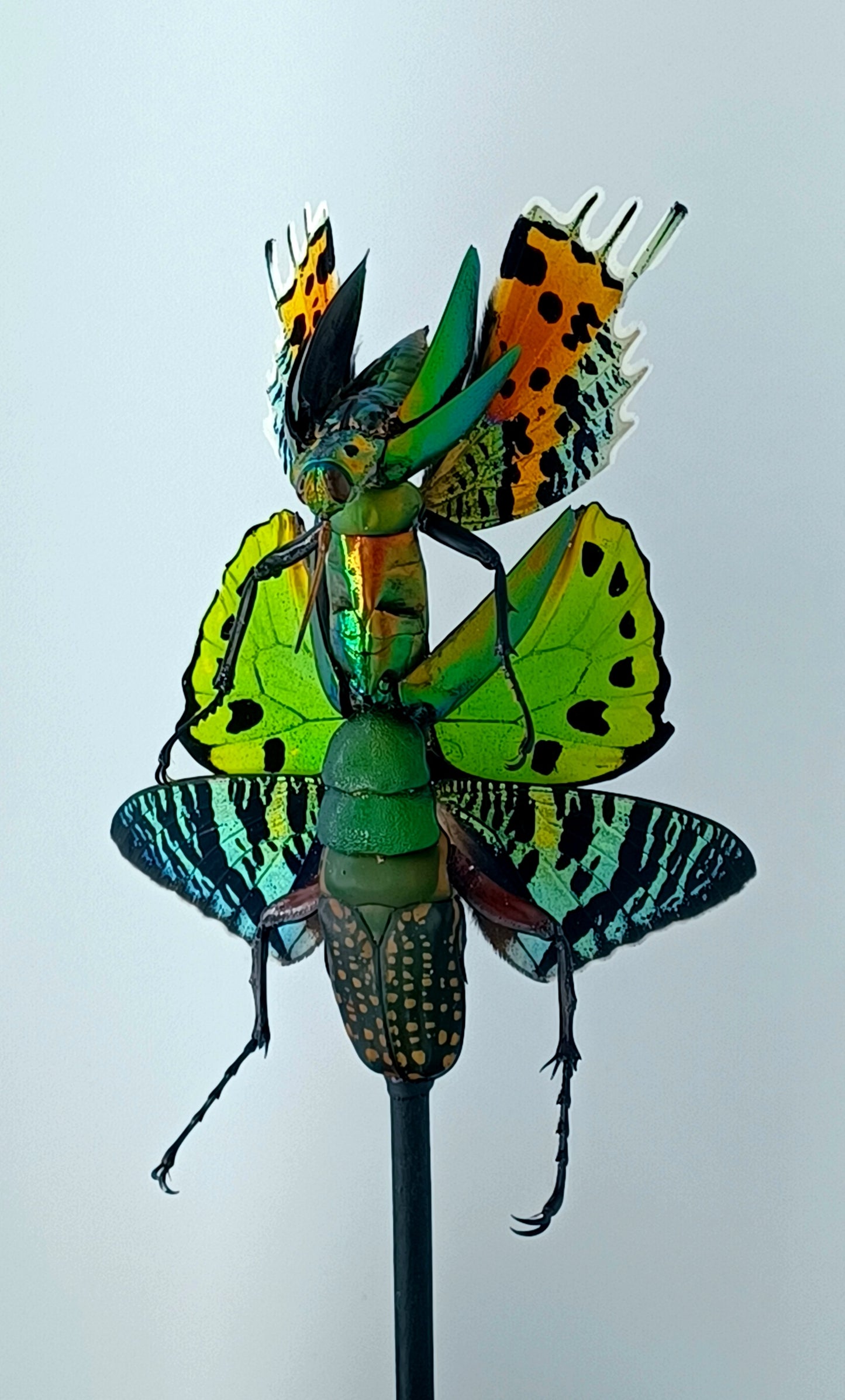 Mythix Fairy - Specimen #061