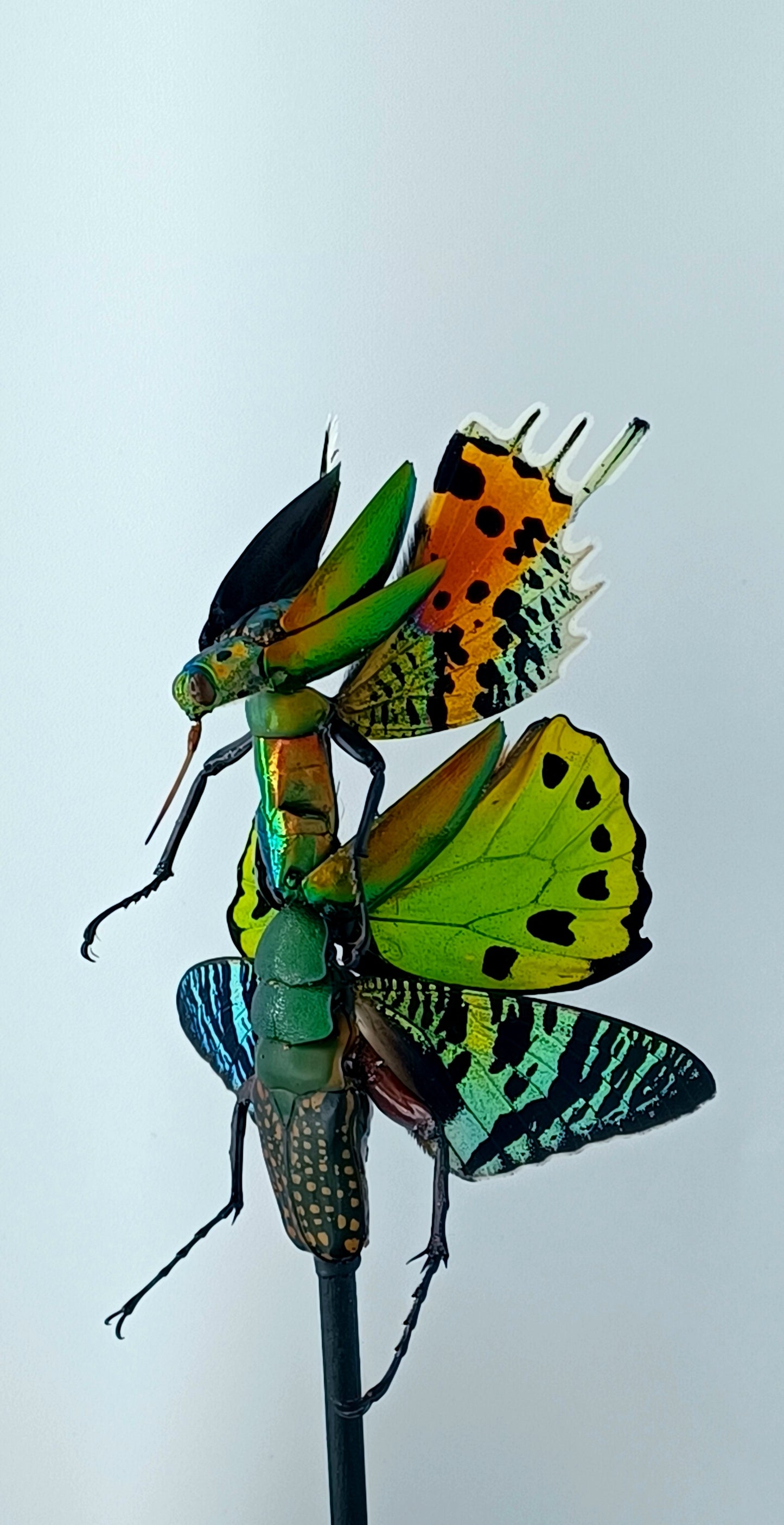 Mythix Fairy - Specimen #061