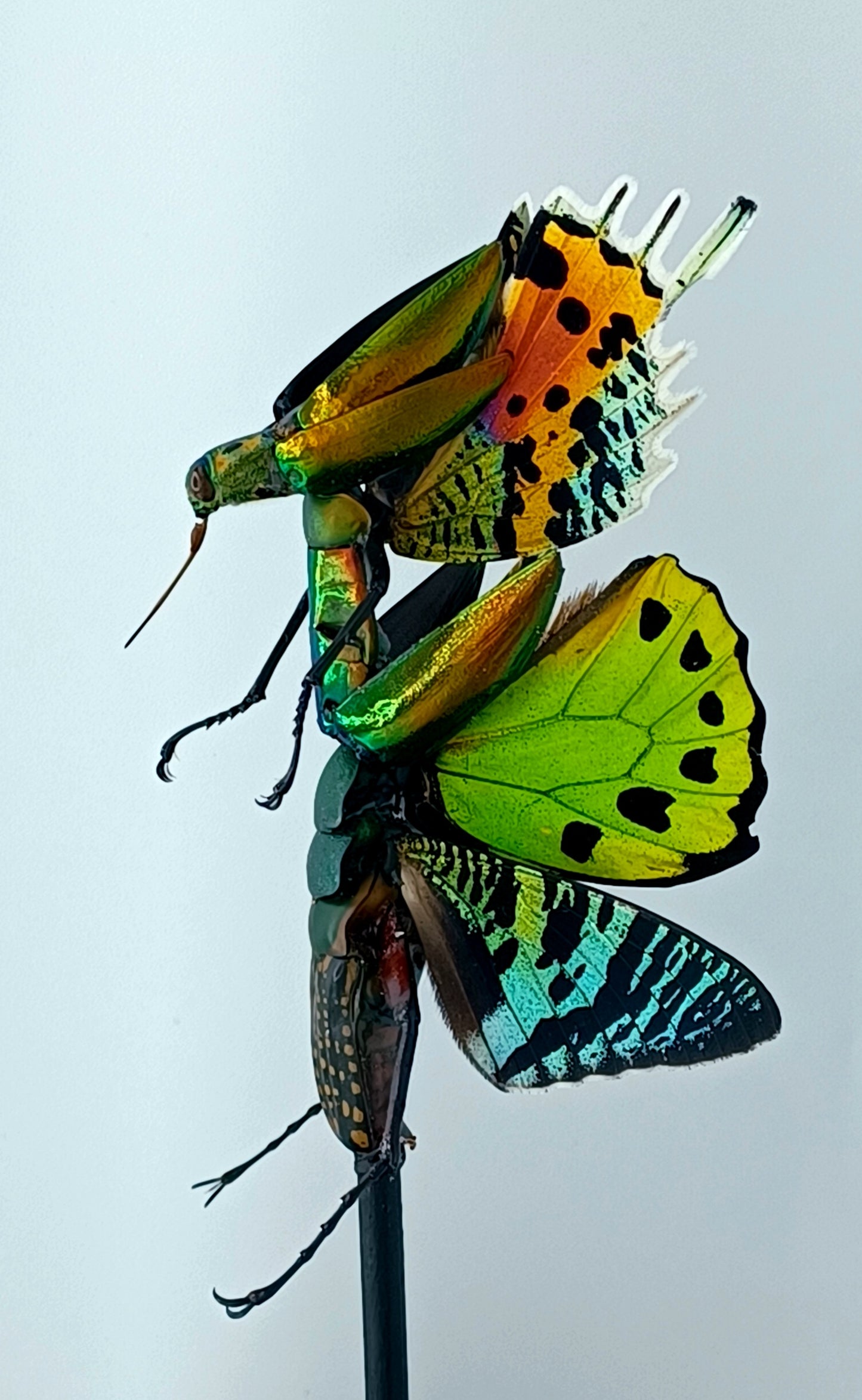 Mythix Fairy - Specimen #061