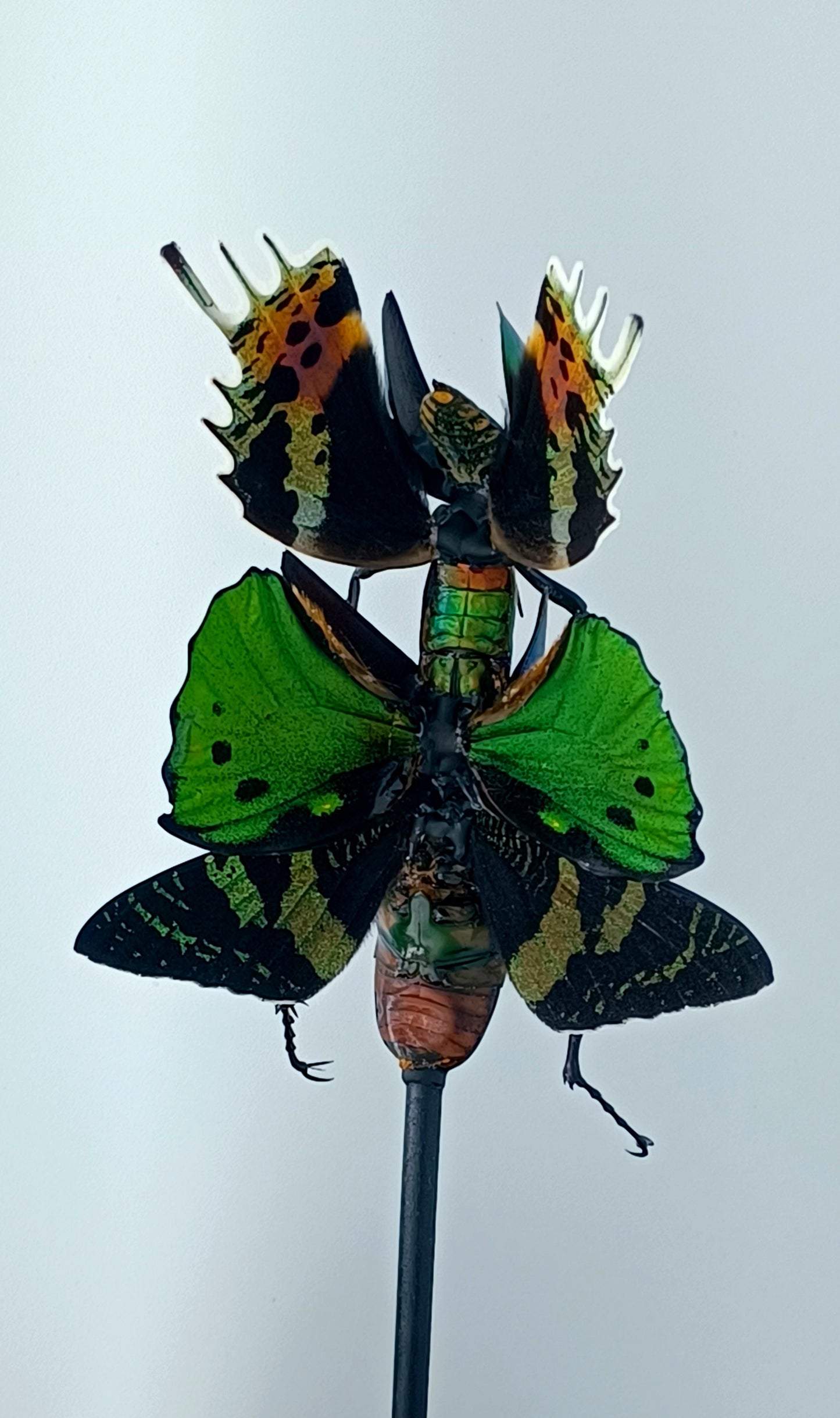 Mythix Fairy - Specimen #061