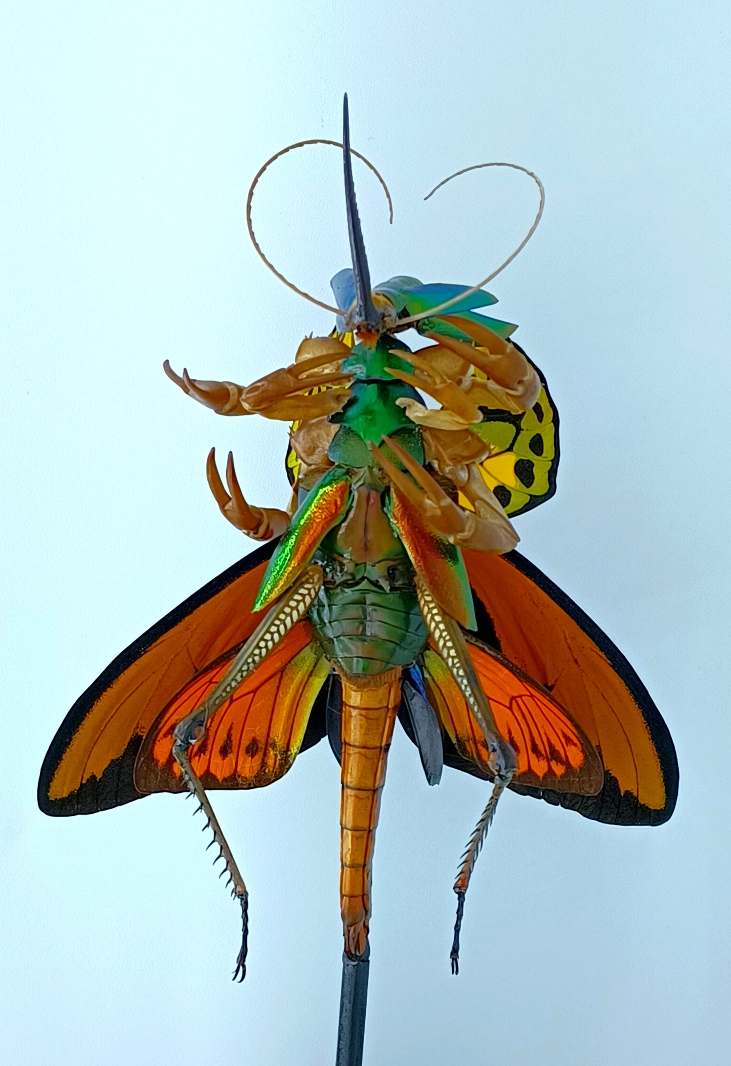 Mythix Fairy Scout - Specimen #066