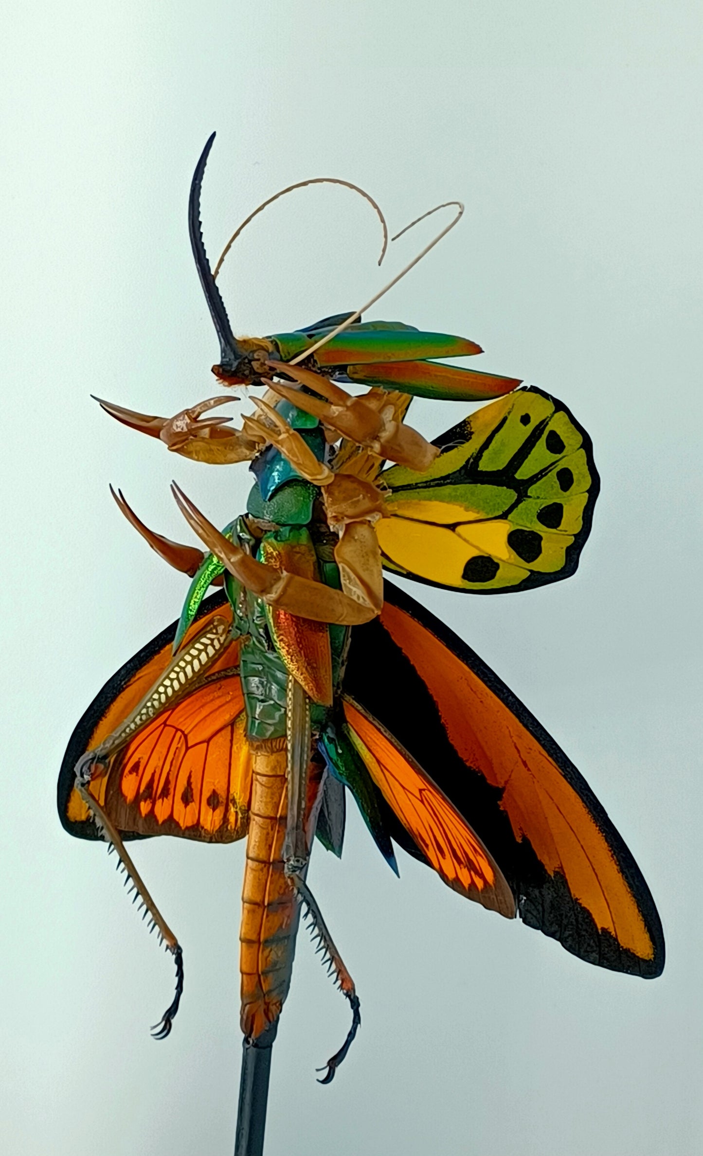 Mythix Fairy Scout - Specimen #066
