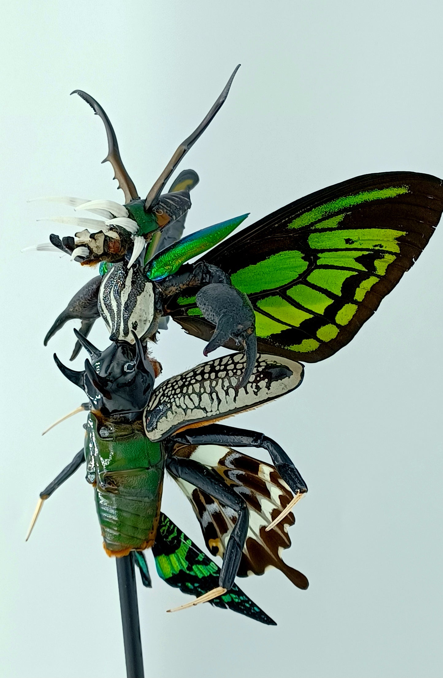 Mythix Darkling Sprite Soldier - Specimen #071
