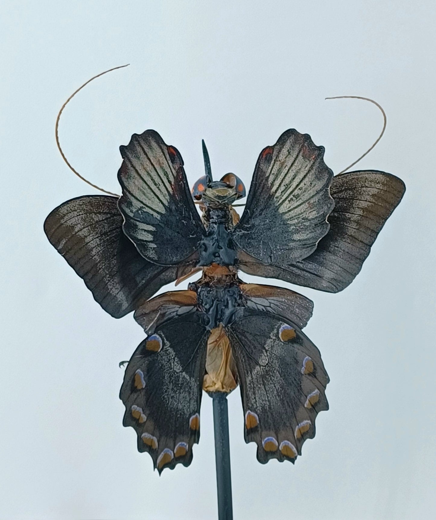 Mythix Fairy - #077