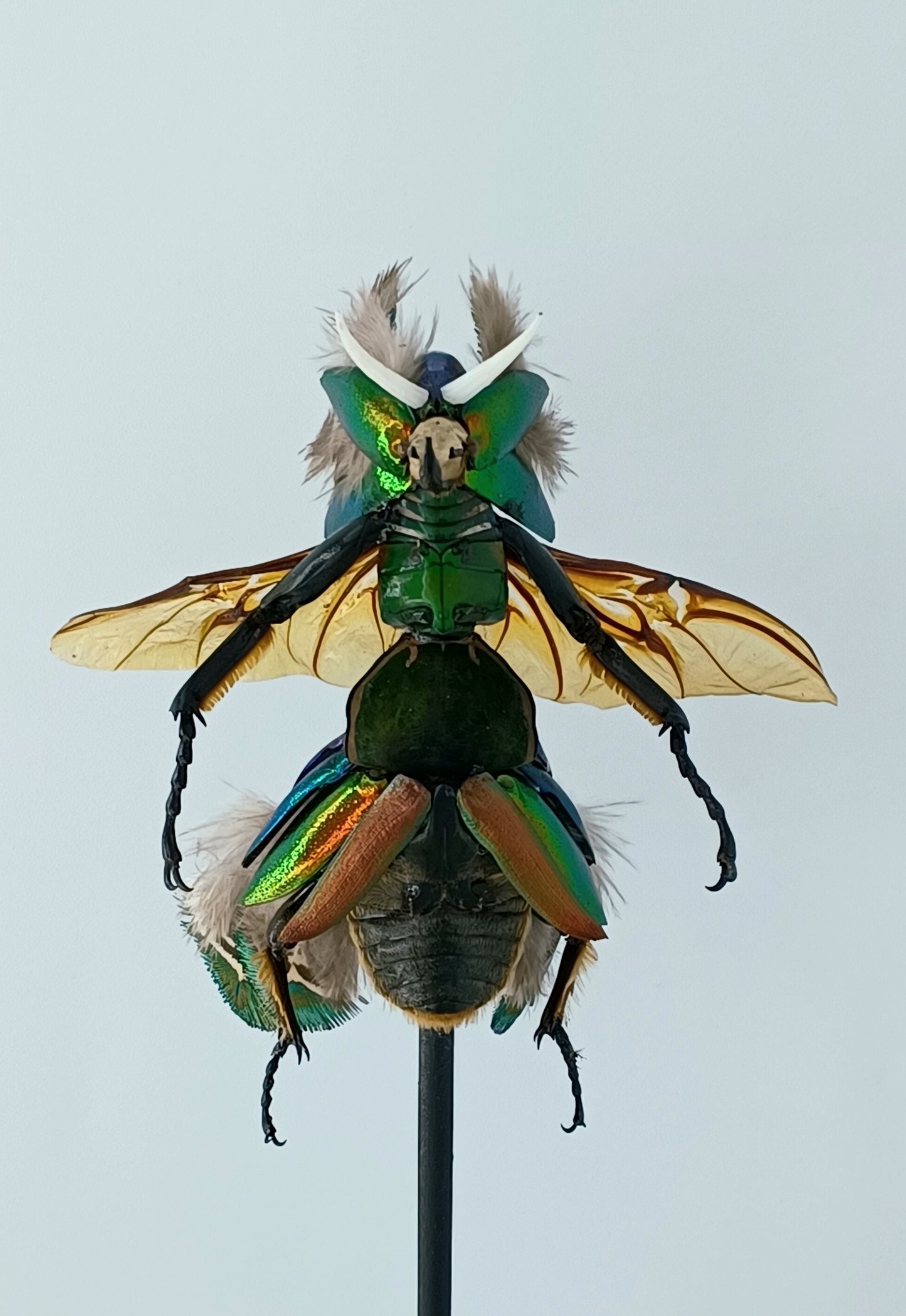 Mythix Fairy Scout - Specimen # 079