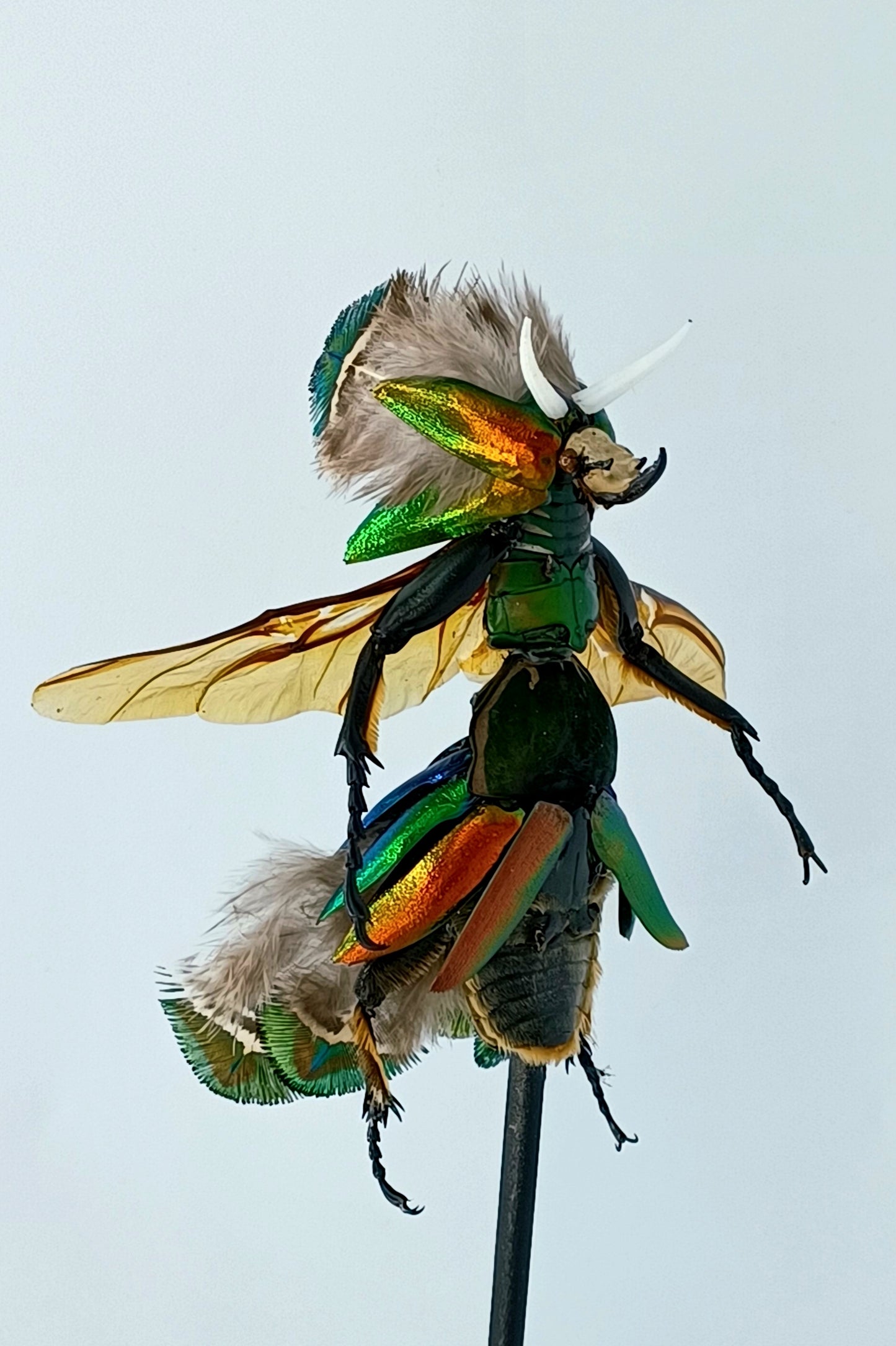 Mythix Fairy Scout - Specimen # 079