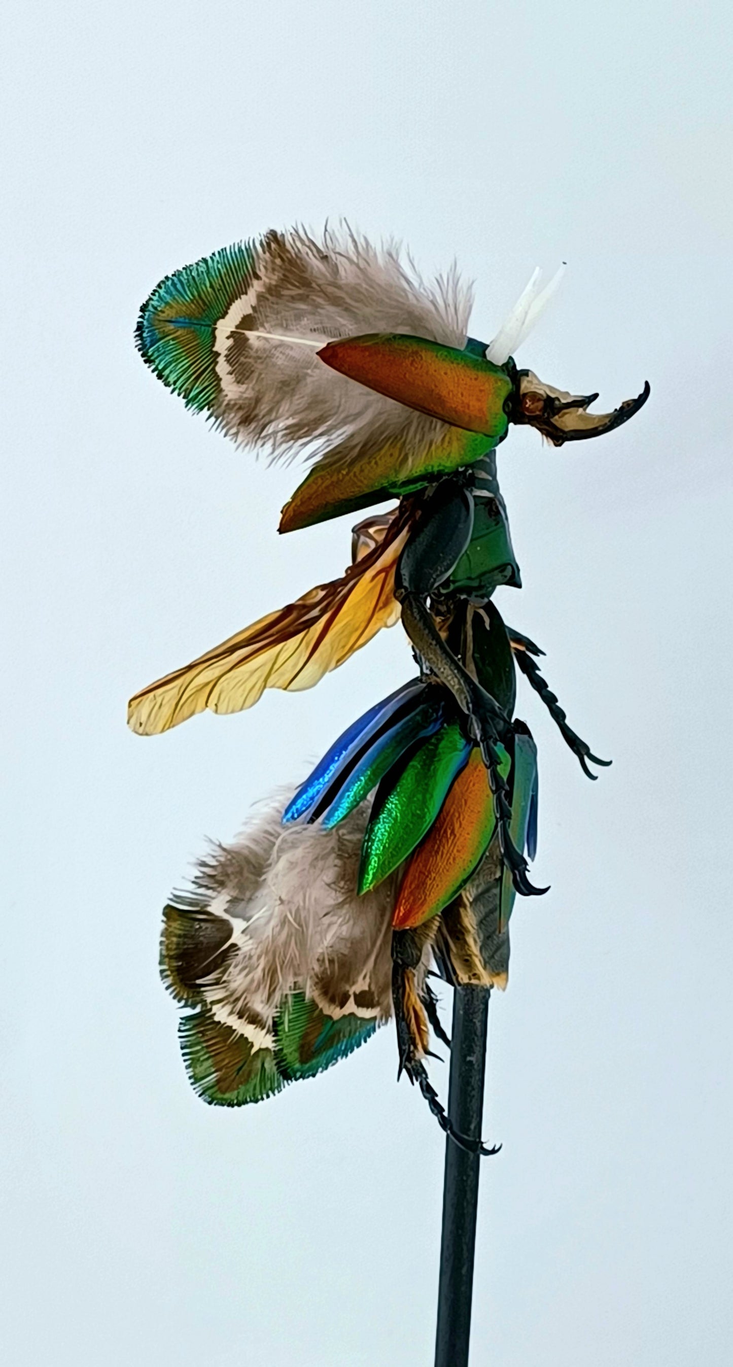 Mythix Fairy Scout - Specimen # 079