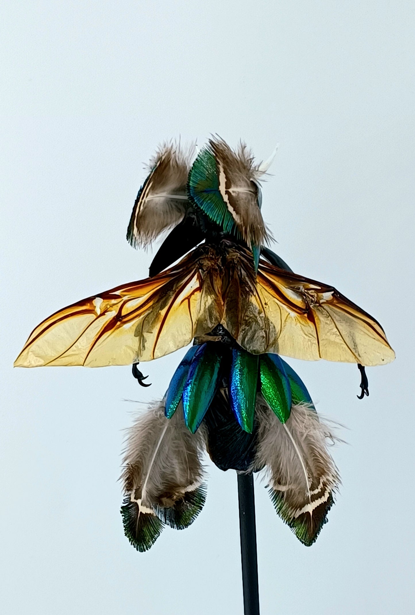 Mythix Fairy Scout - Specimen # 079