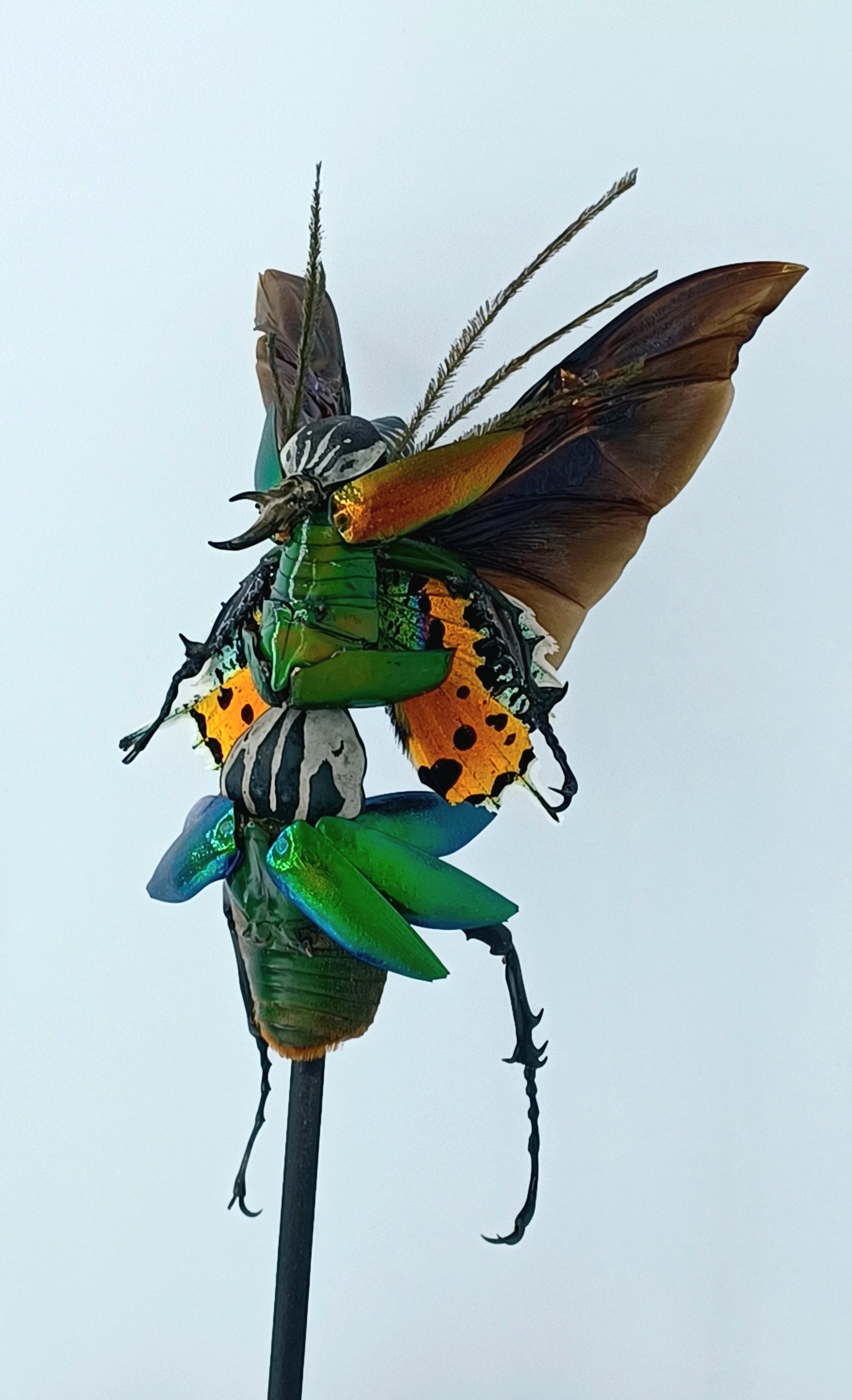 Mythix Fairy Scout - Specimen #082