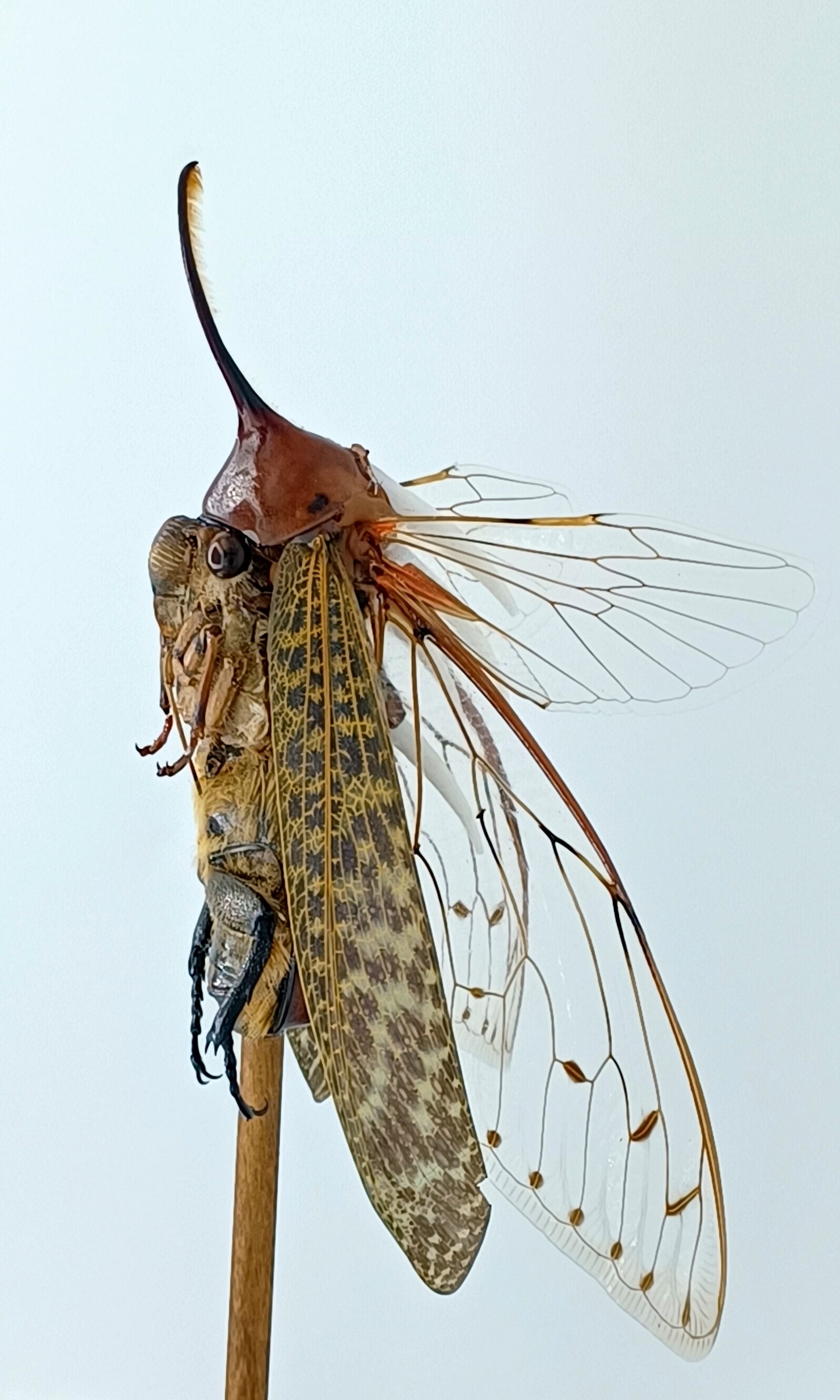 Mythix Fairy - Specimen #089