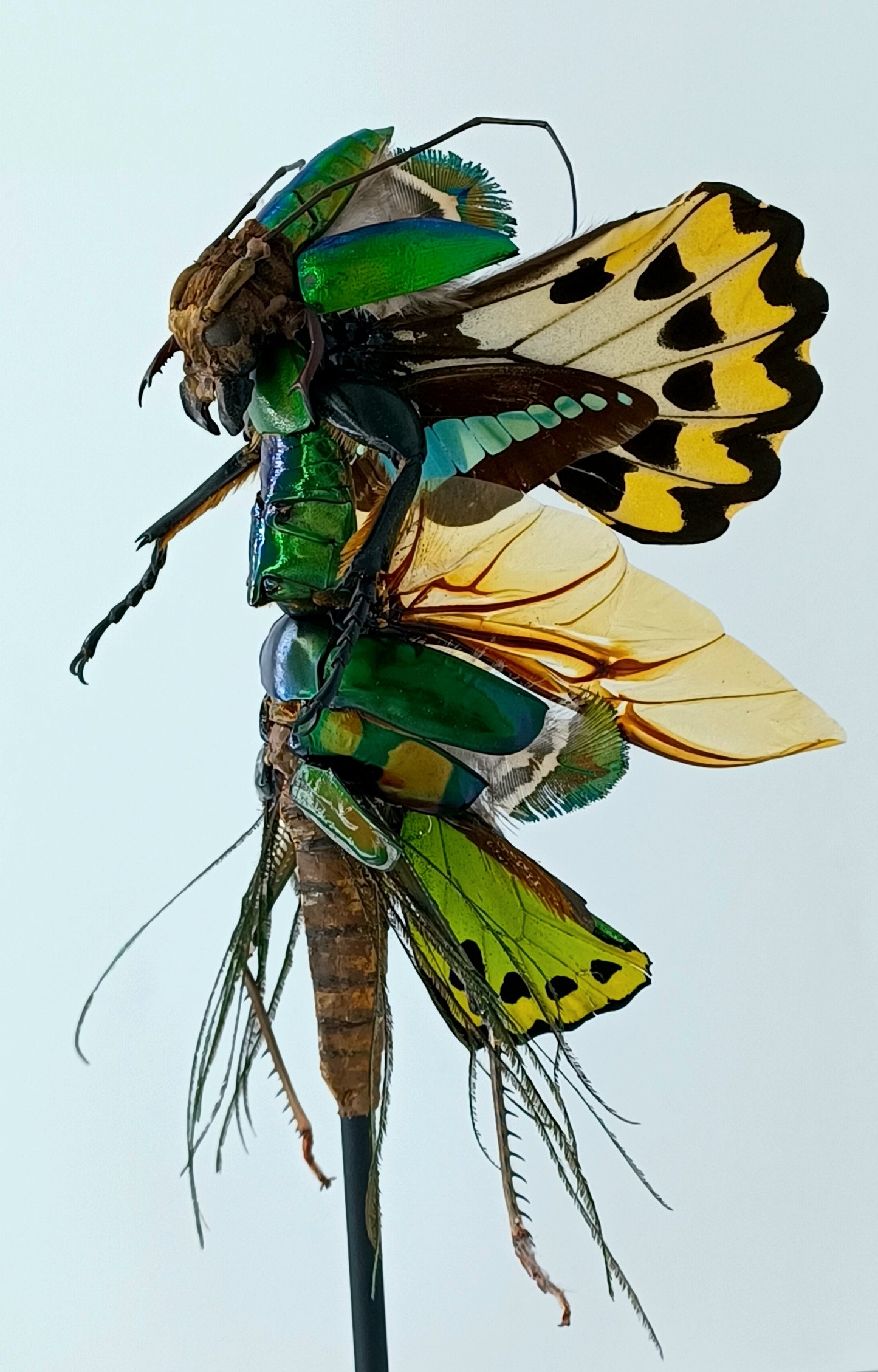 Mythix Fairy Scout - Specimen #094