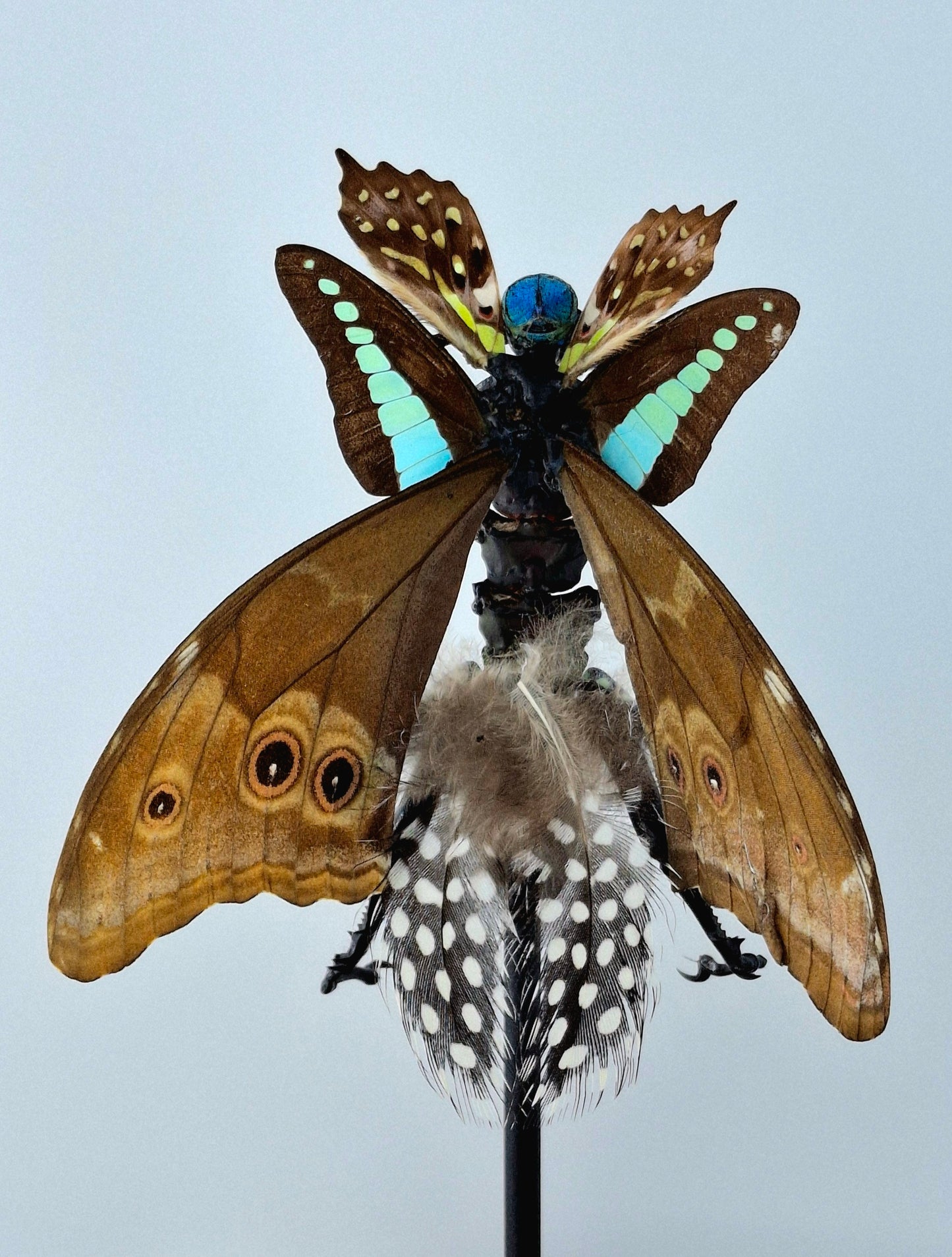 Mythx Fairy - Specimen #104