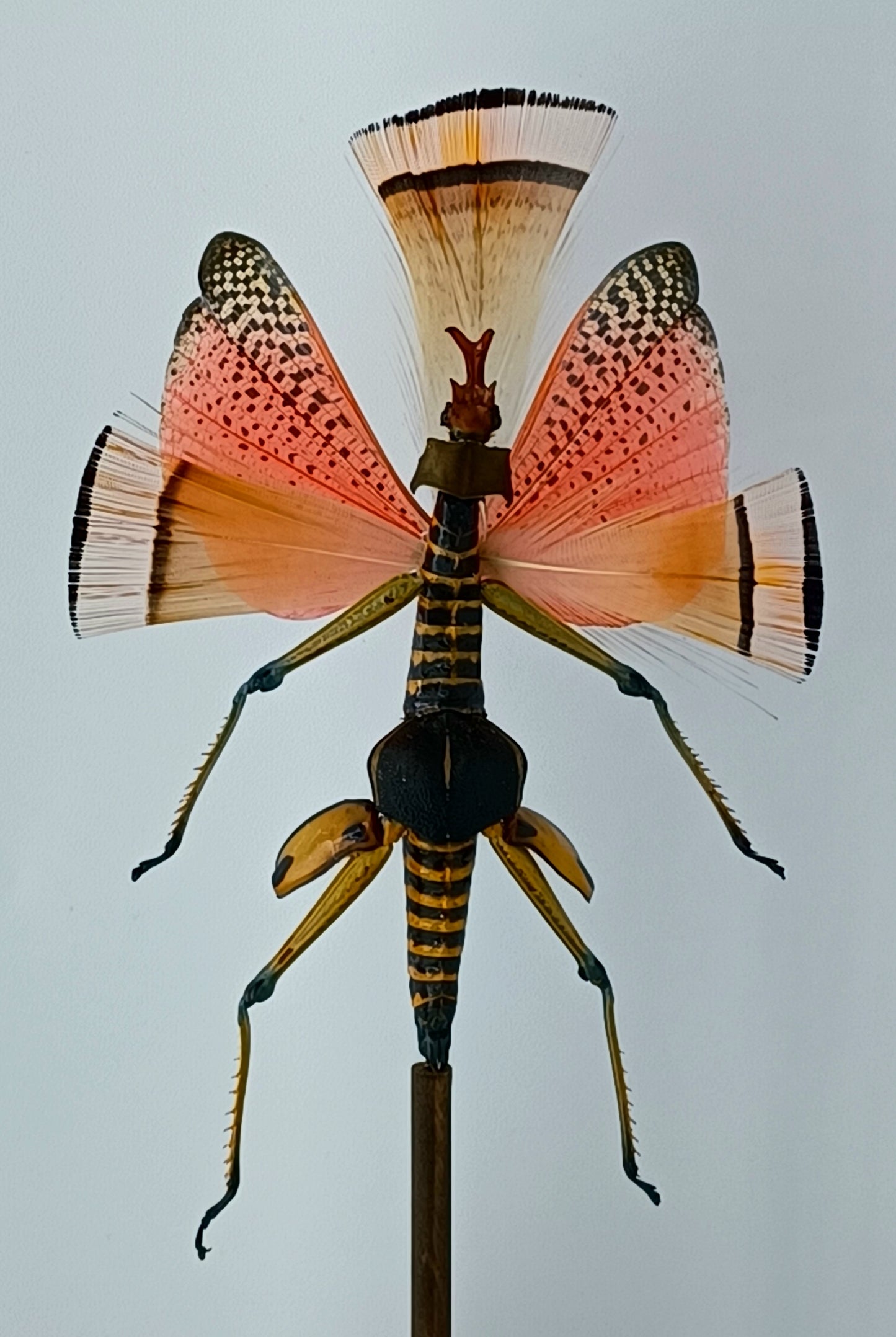 Mythix Fairy - Specimen #039