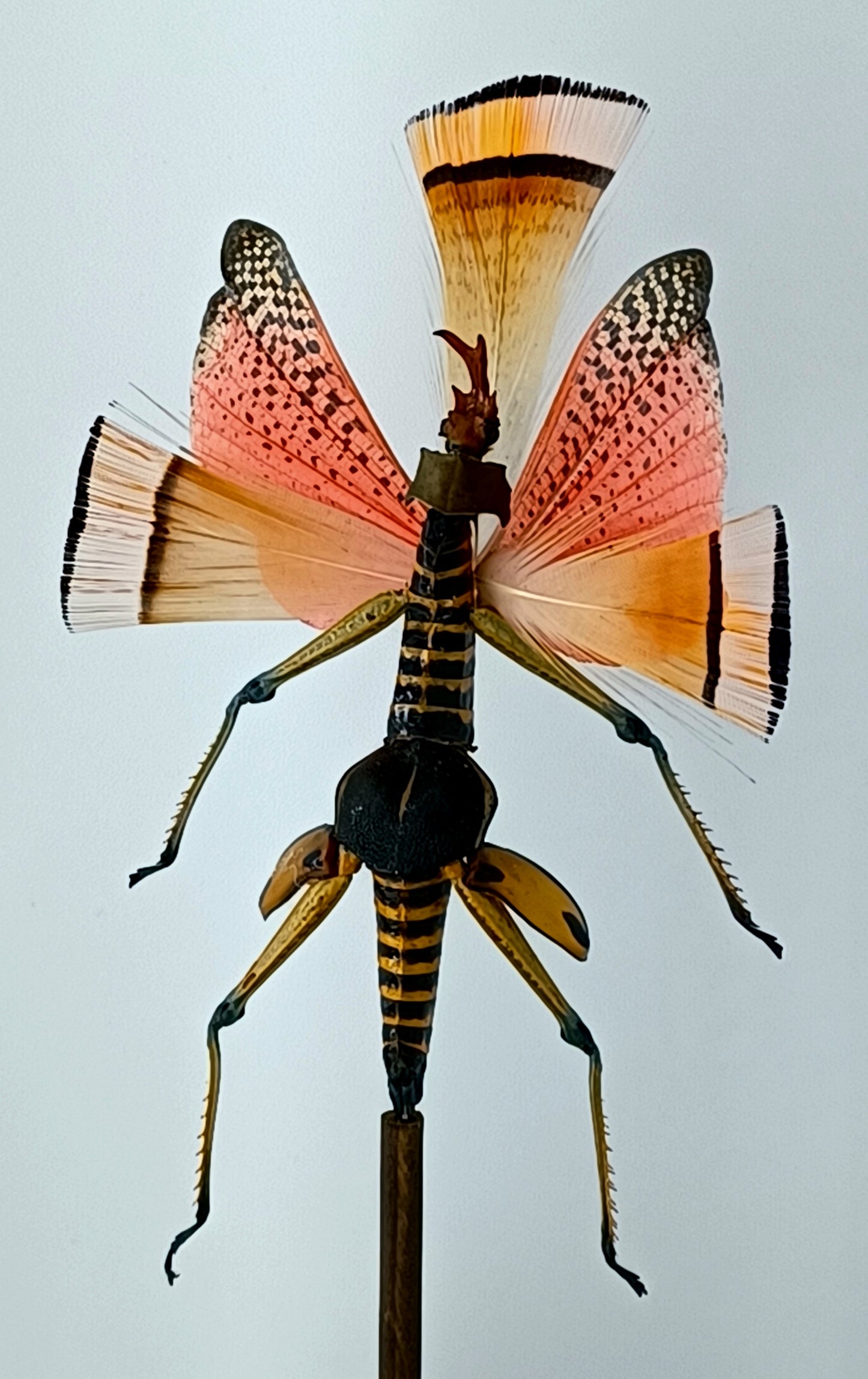 Mythix Fairy - Specimen #039