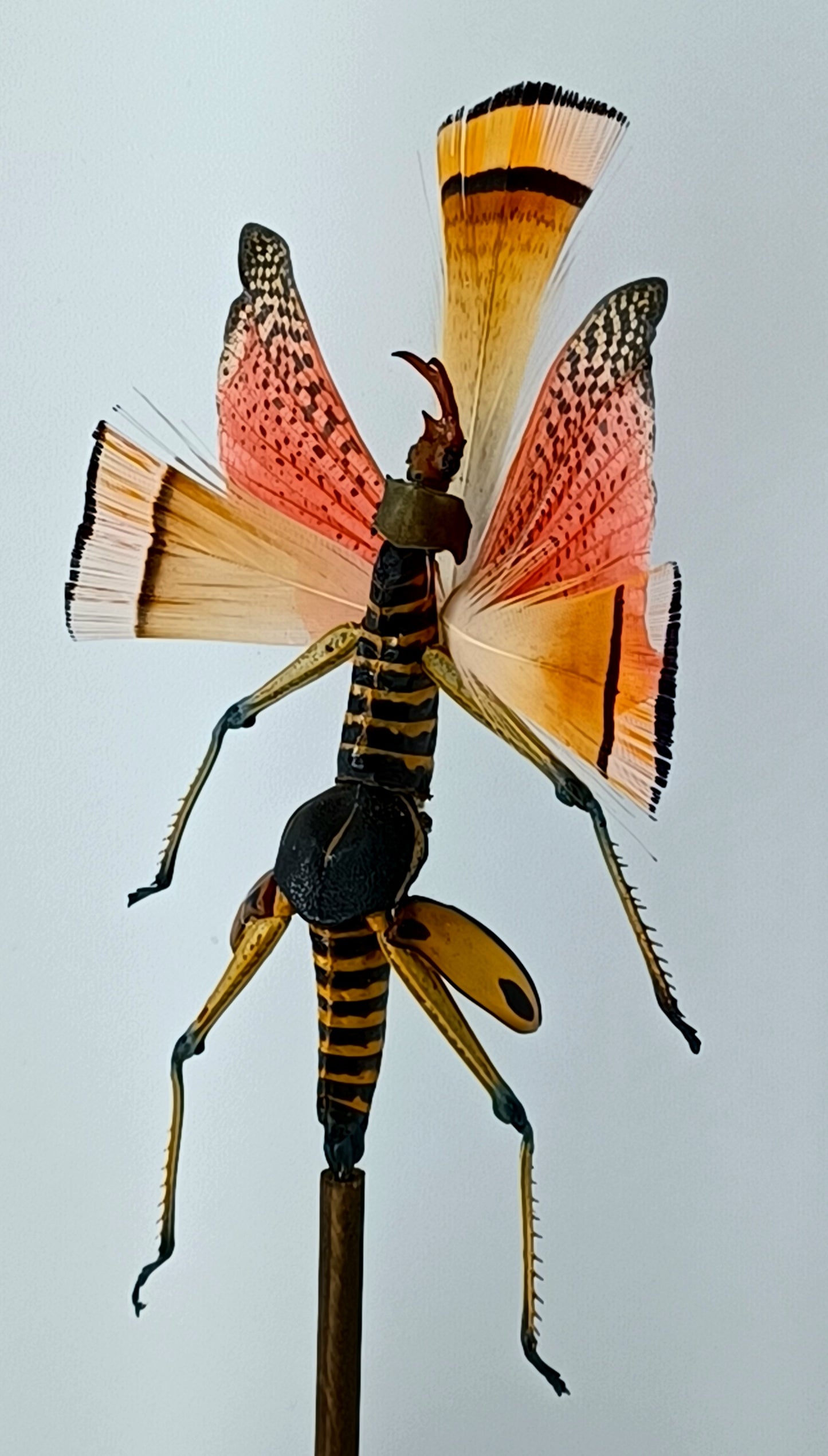 Mythix Fairy - Specimen #039