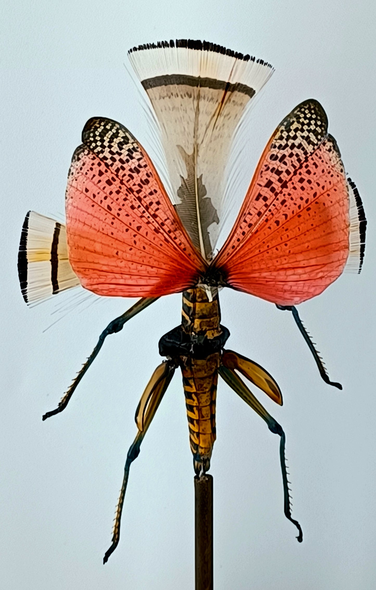 Mythix Fairy - Specimen #039