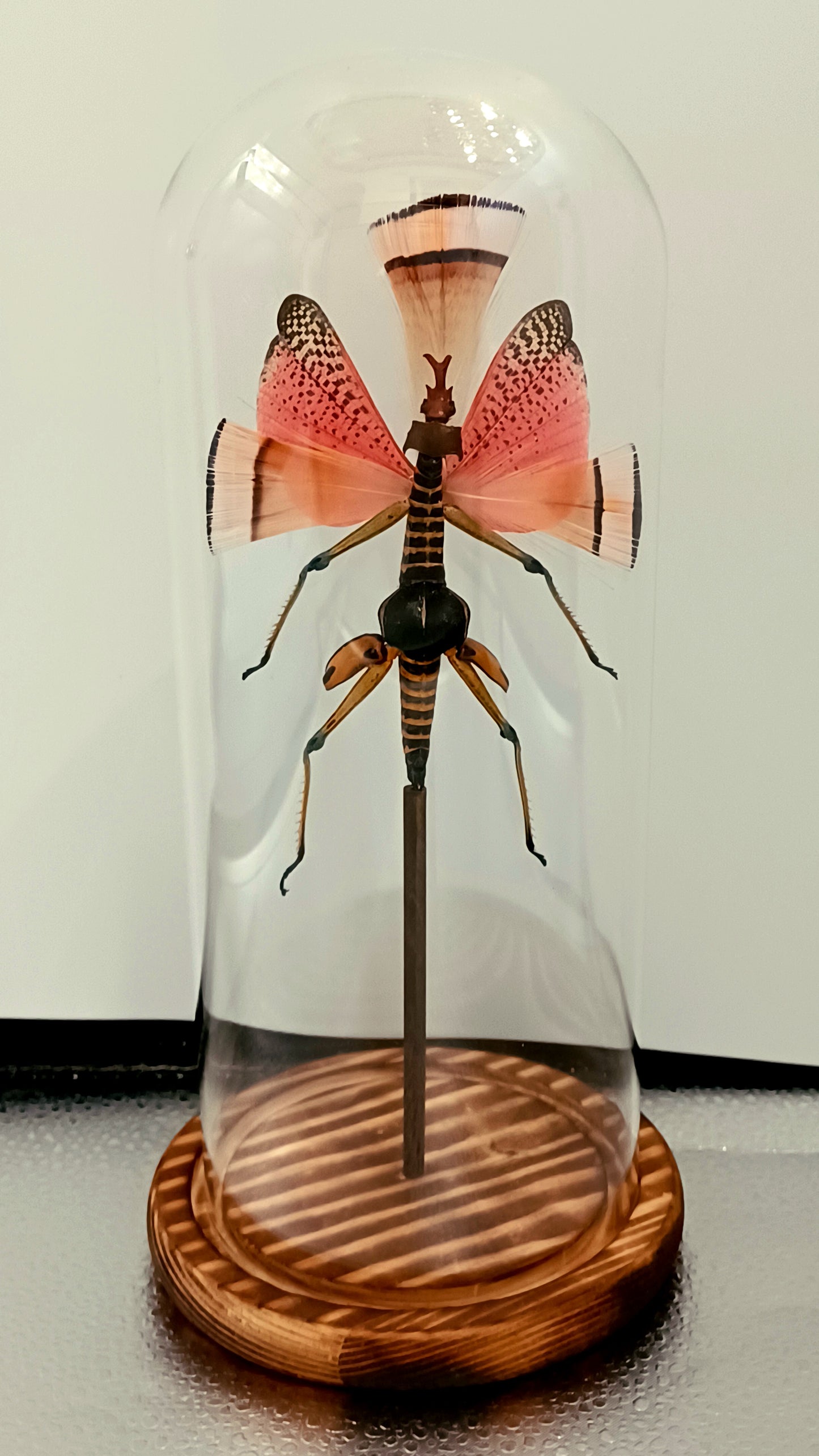 Mythix Fairy - Specimen #039