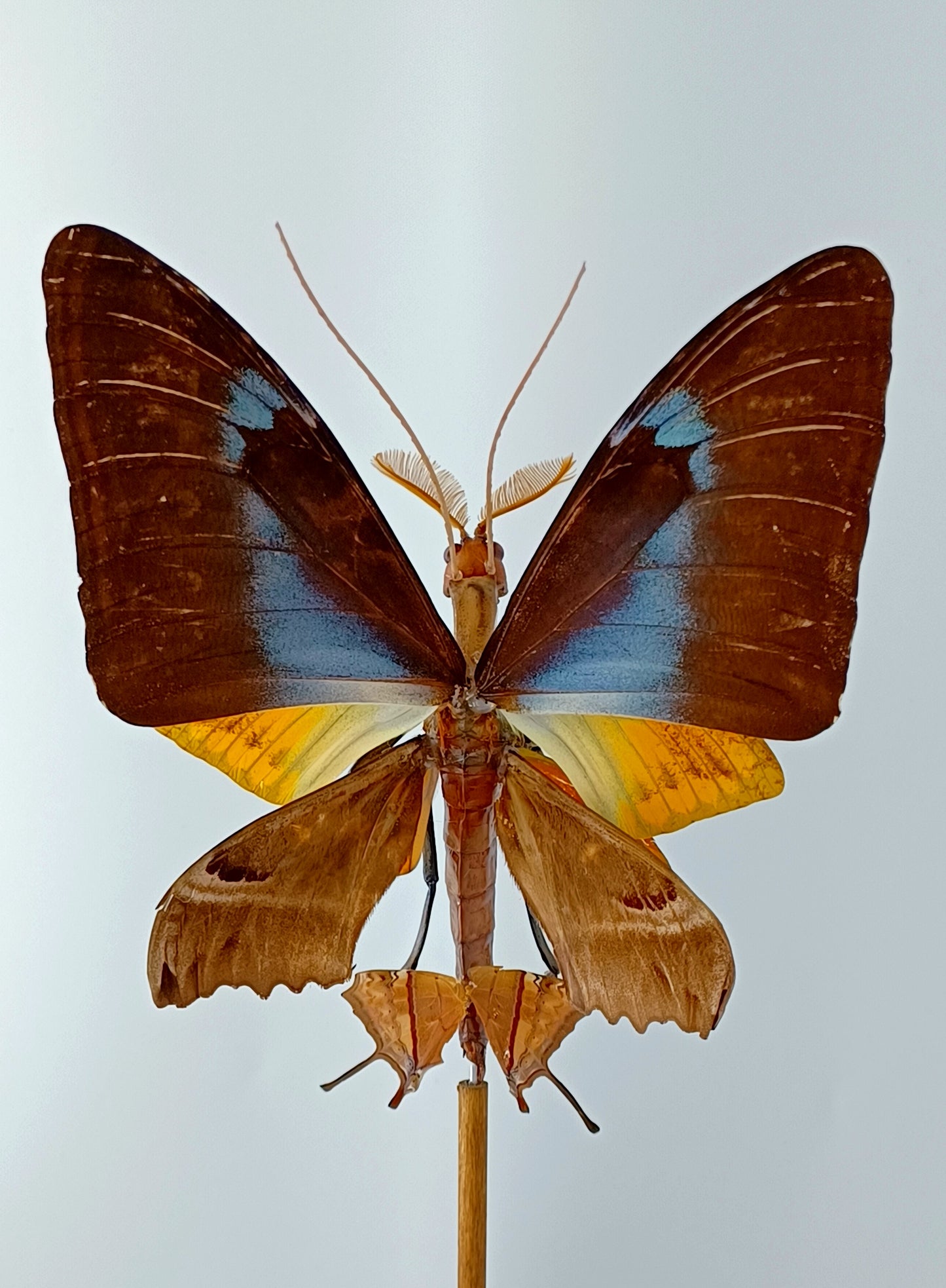 Mythix Fairy - Specimen #040