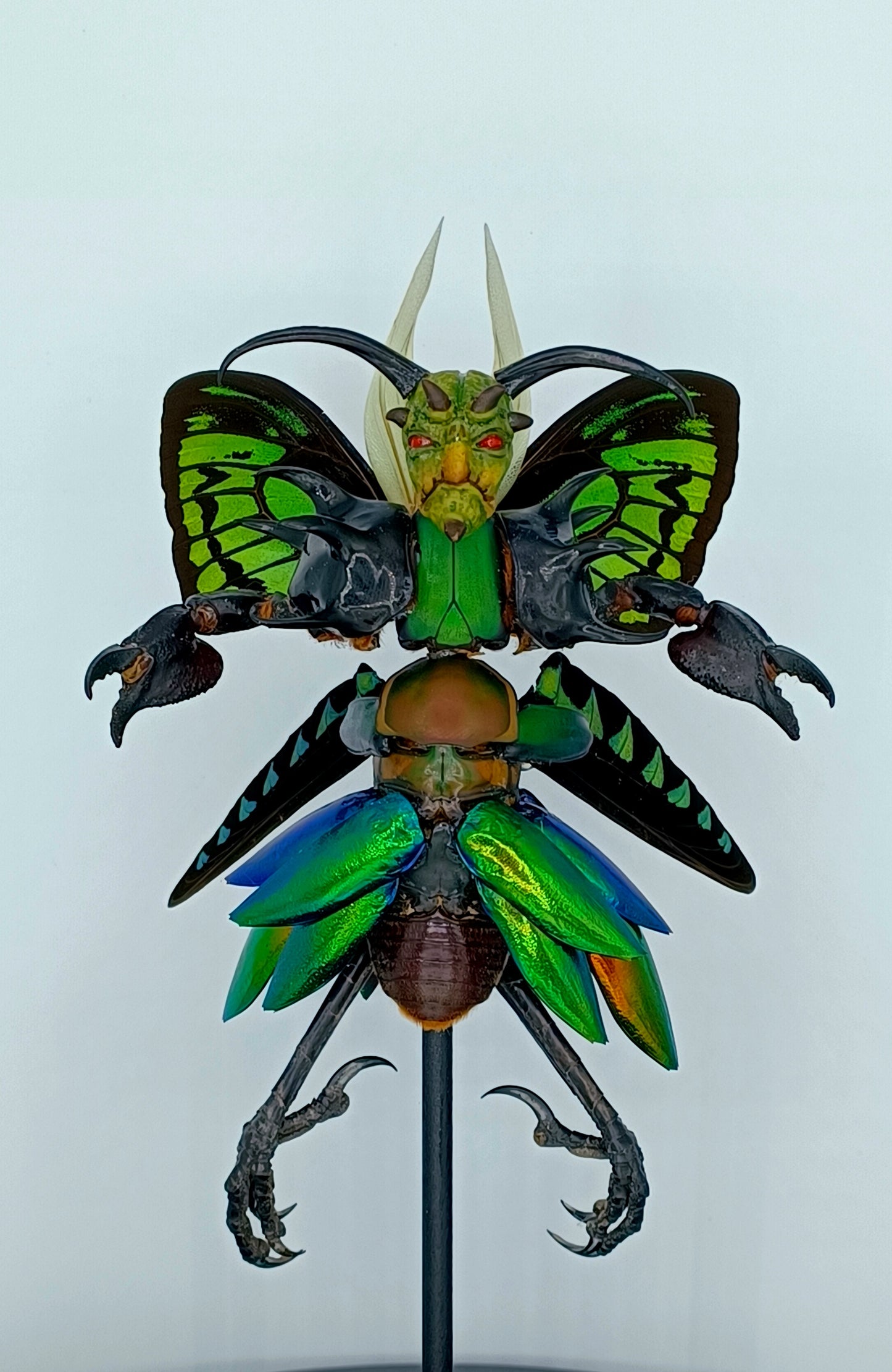Mythix Royal Darkling Sprite - Specimen #046