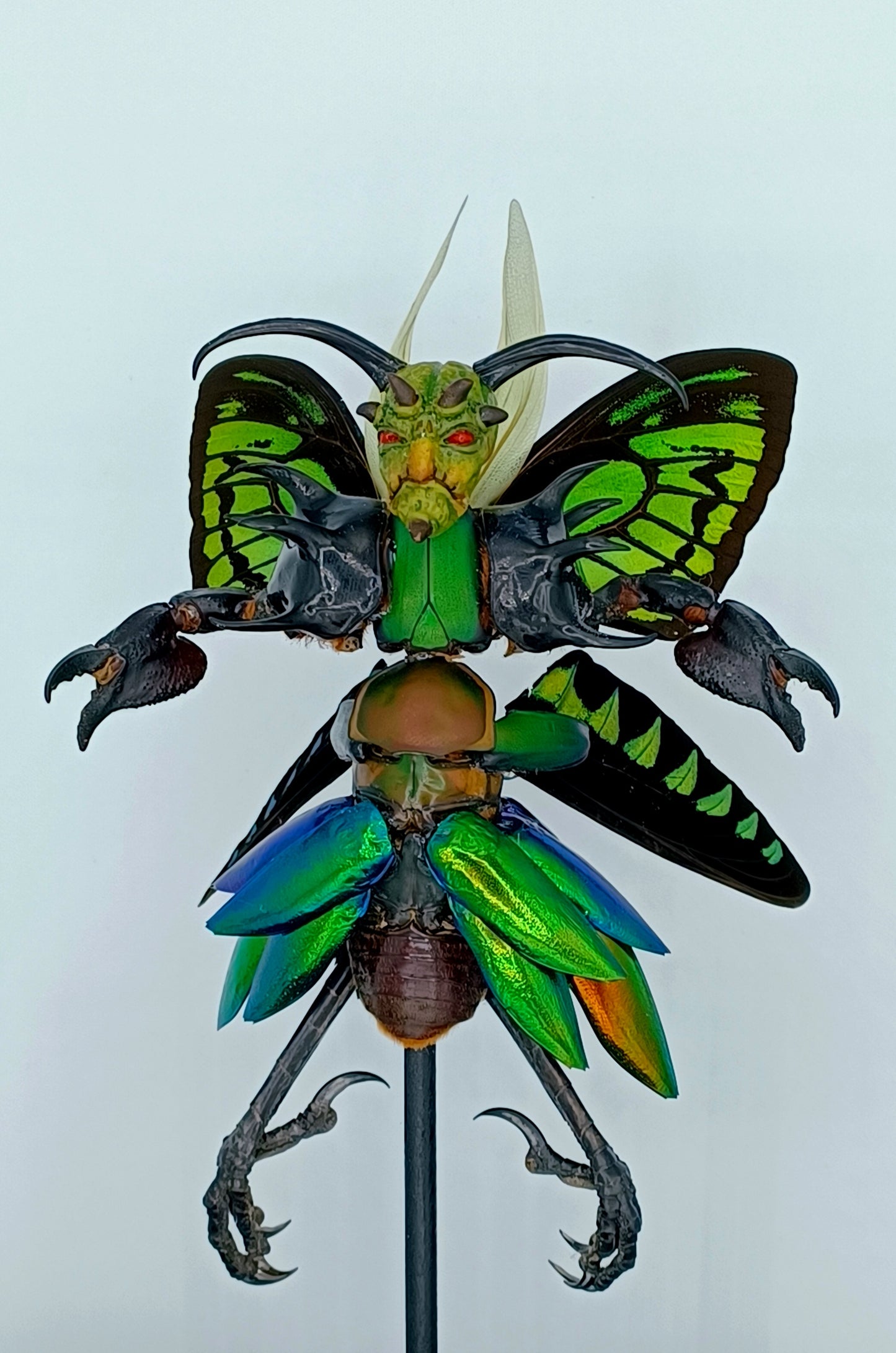 Mythix Royal Darkling Sprite - Specimen #046