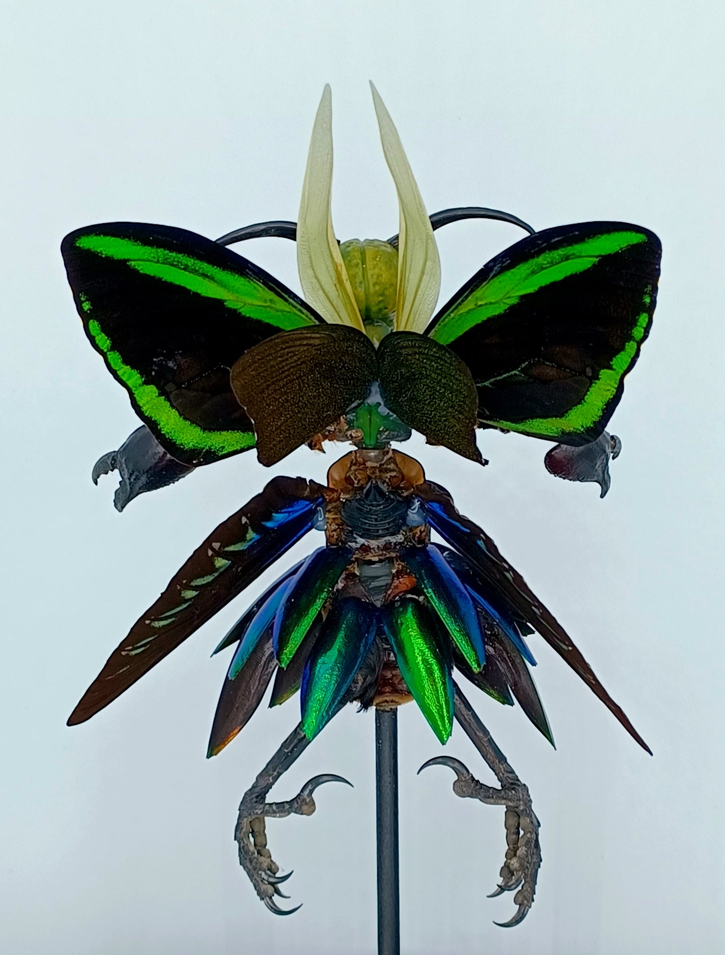 Mythix Royal Darkling Sprite - Specimen #046