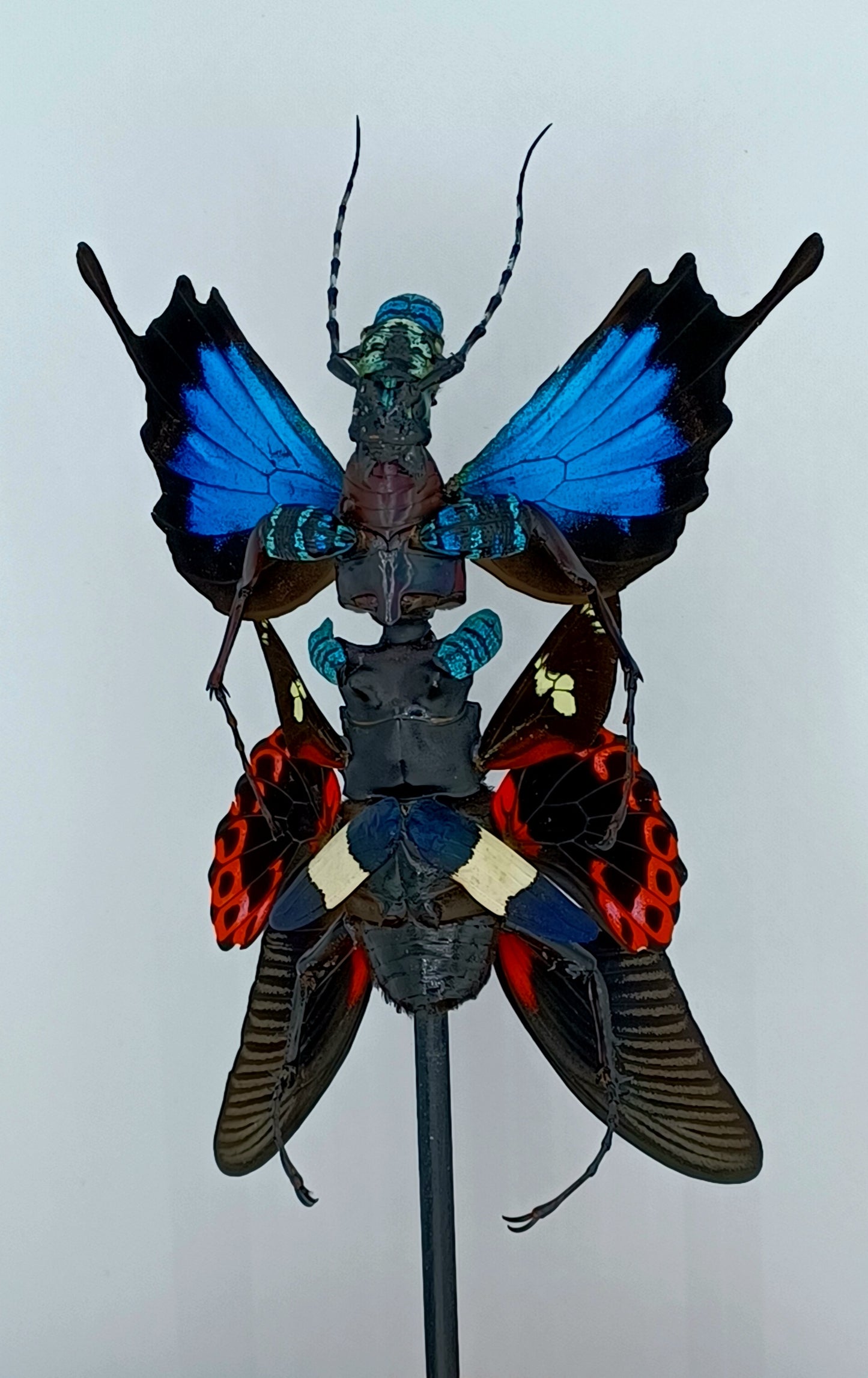 Mythix Fairy Scout - Specimen  #053