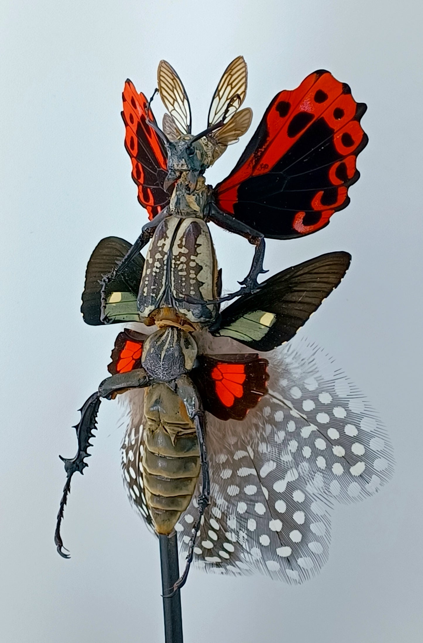 Mythix Fairy - Specimen #058