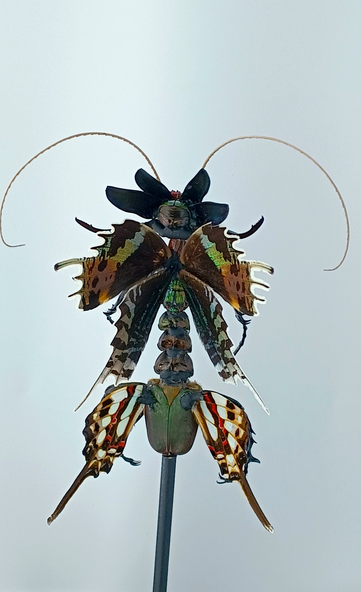 Mythix Fairy - Specimen #060